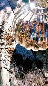 How to plant a terrarium, #terrarium #garden #plant