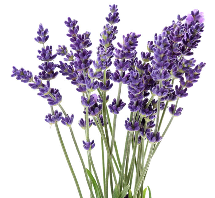lavender-essential-oil