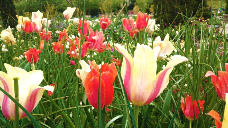 IMG_20170407_145130713