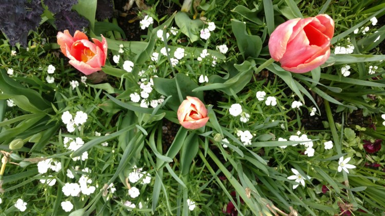 IMG_20170407_145308602