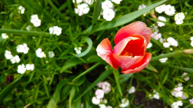 IMG_20170407_145316811