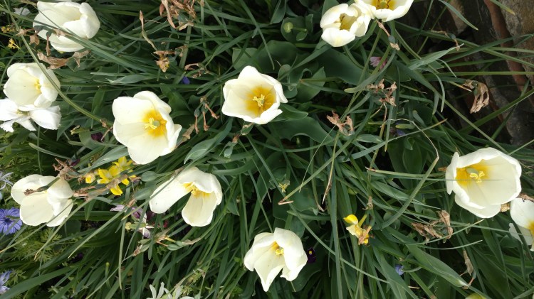 IMG_20170407_145429521