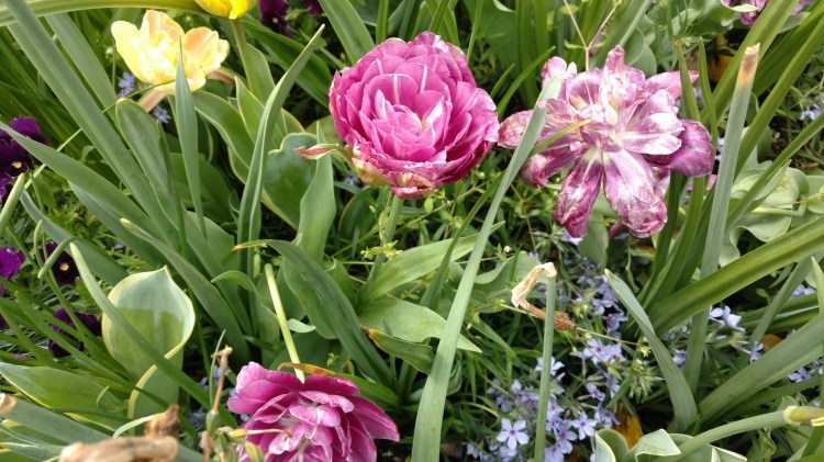 IMG_20170407_145449425