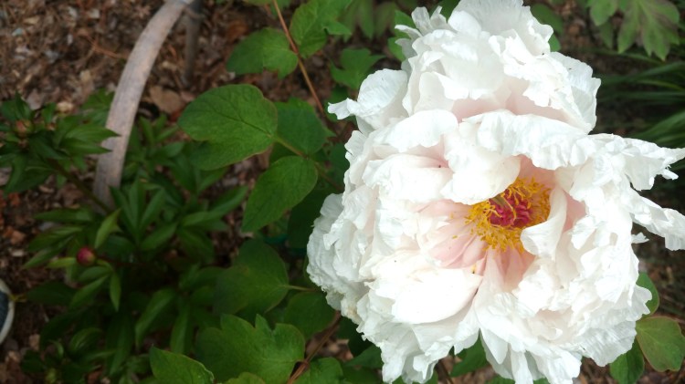 IMG_20170407_153213735